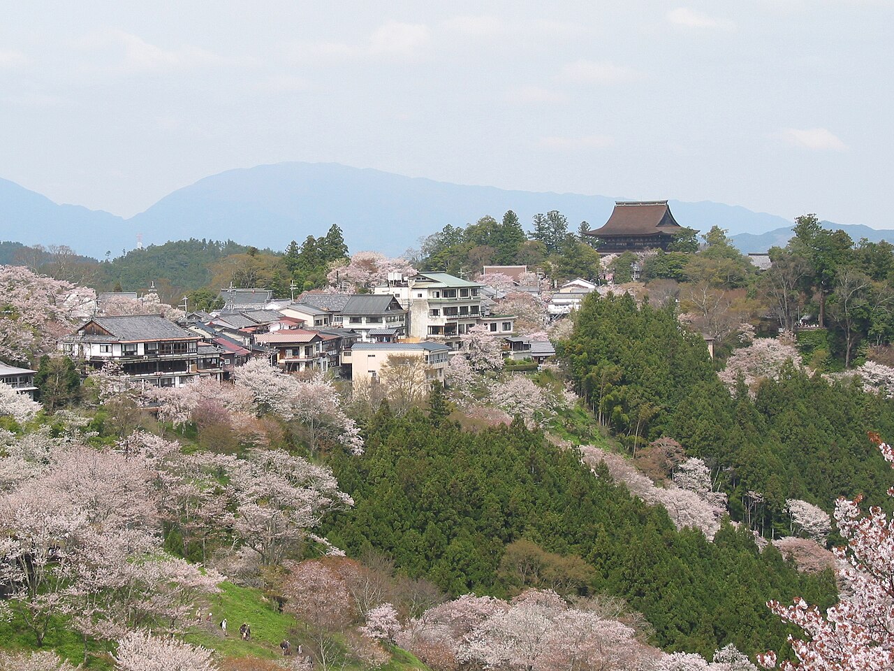奈良 吉野山 桜 吉野千本桜 アウトドアサウナ
