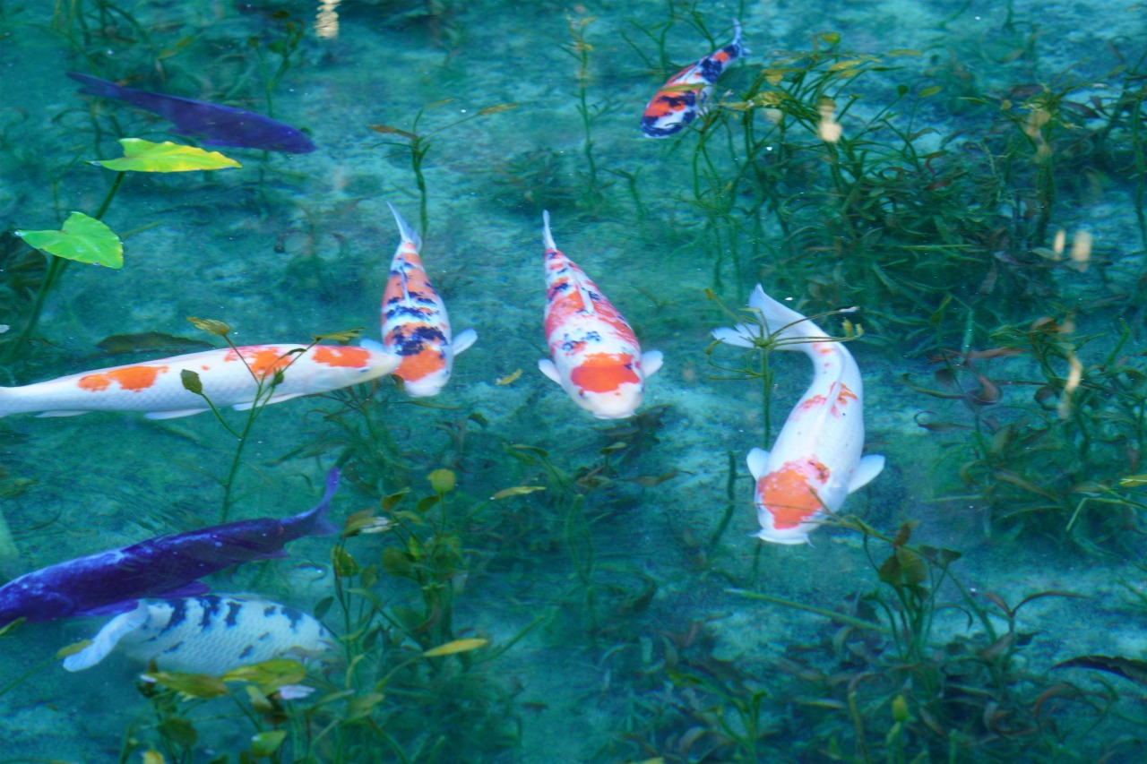 岐阜 自然サウナ モネの池 板取 関市