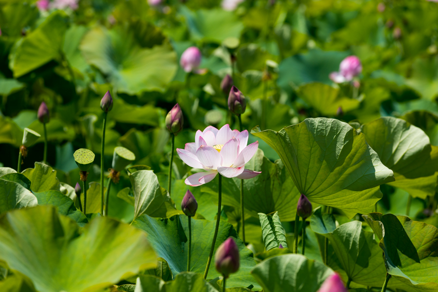 四国 自然サウナ 仁淀川 仁淀ブルー いの町