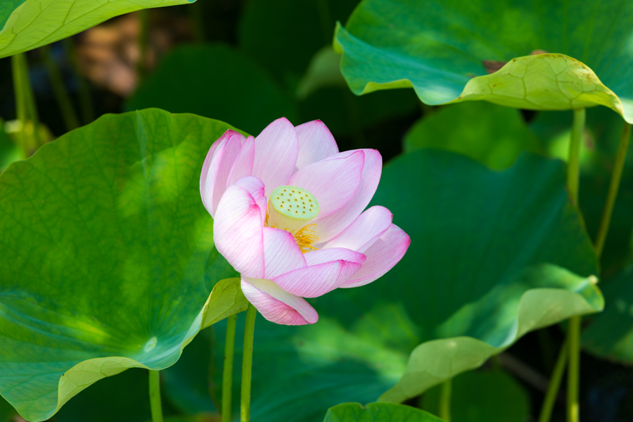 四国 アウトドアサウナ 仁淀川 仁淀ブルー 高知