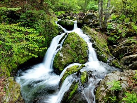長野 アウトドアサウナ 八千穂高原 渓流 白樺